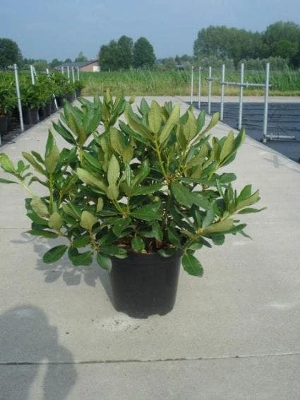 Rhododendron (Rhododendron 'Nova Zembla') - Afbeelding 2