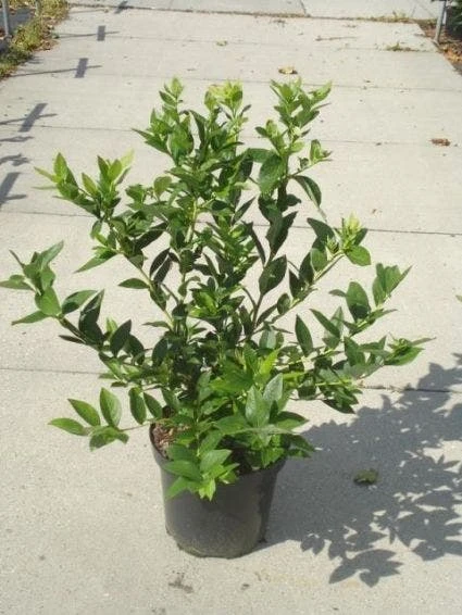 Bosbes (Vaccinium Corymbosum) - Afbeelding 2