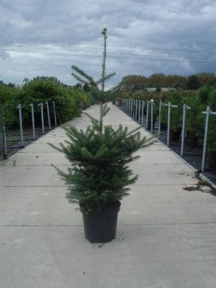 Koreaanse Zilverspar (Abies Koreana) - Afbeelding 3