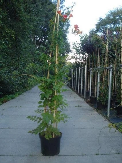 Trompetbloem (Campsis Tagliabuana 'Mme Galen') - Afbeelding 4