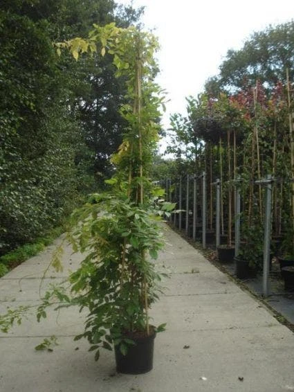 Blauwe Regen (Wisteria Sinensis) - Afbeelding 8