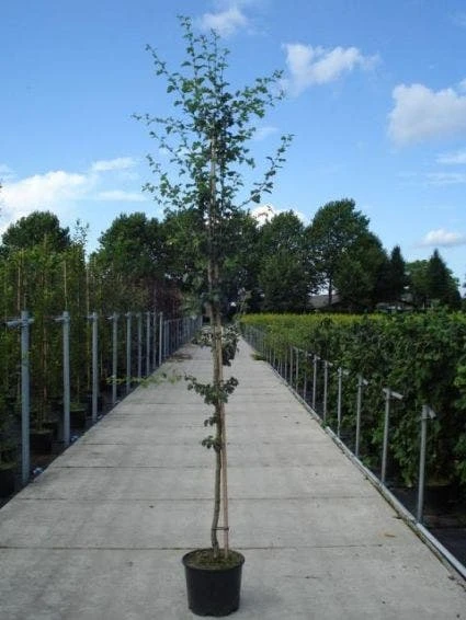 Rode Meidoorn (Crataegus Laevigata 'Paul's Scarlet') - Afbeelding 3