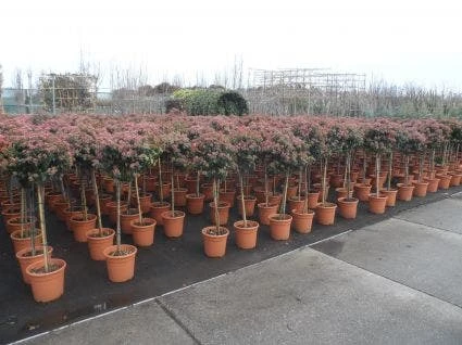 Sneeuwbal Op Stam (Viburnum Tinus 'Eve Price') - Afbeelding 5