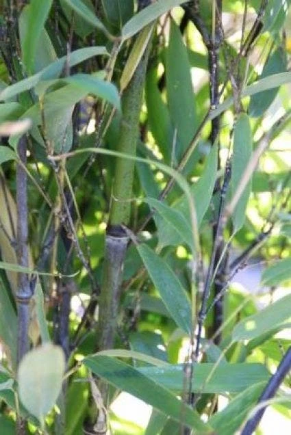 Bamboe (Phyllostachys Nigra) - Afbeelding 3