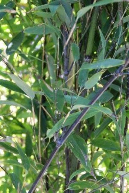 Bamboe (Phyllostachys Nigra) - Afbeelding 2