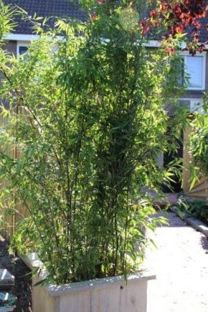 Bamboe (Phyllostachys Nigra) - Afbeelding 4