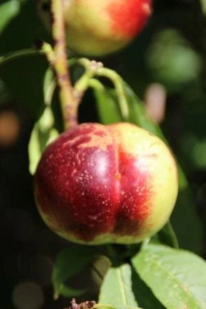 Nectarine (Prunus Persica Nucipersica) - Afbeelding 3