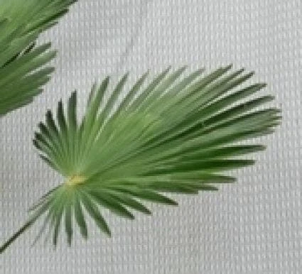 Winterharde Palm (Trachycarpus Wagnerianus) - Afbeelding 2