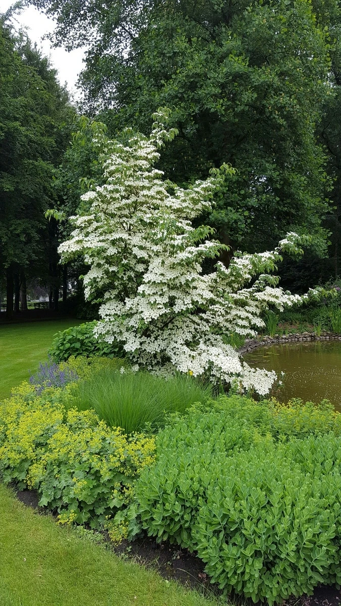 Kornoelje (Cornus Kousa 'China Girl') - Afbeelding 3