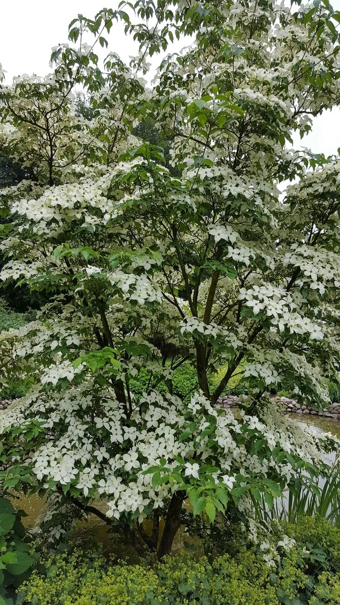 Kornoelje (Cornus Kousa 'China Girl') - Afbeelding 2