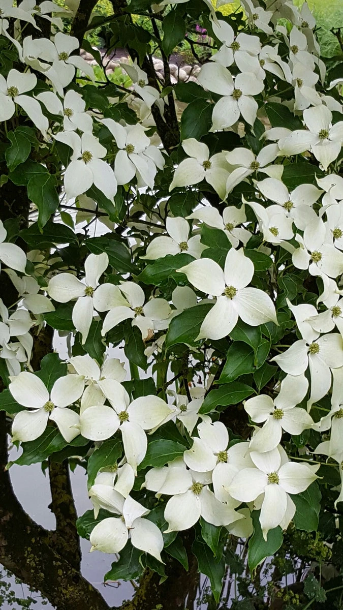 Kornoelje (Cornus Kousa 'China Girl') - Afbeelding 4