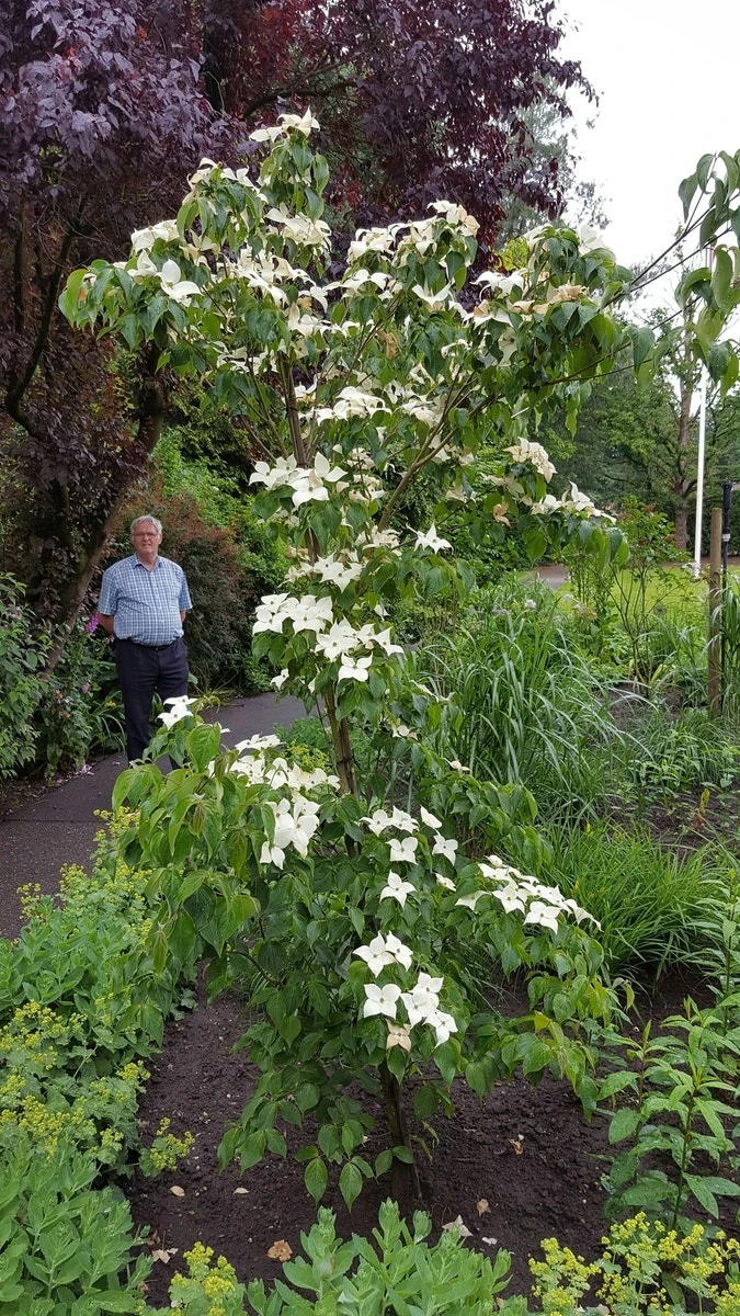 Kornoelje (Cornus Kousa 'China Girl') - Afbeelding 8