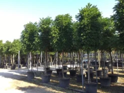 Blauwe Regen Als Boom (Wisteria Formosa 'Issai')