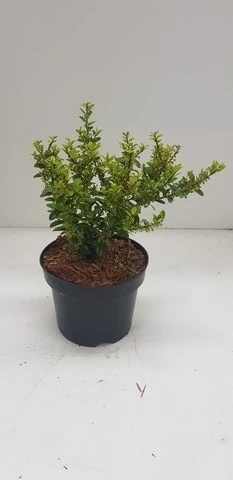 Japanse Hulst (Ilex Crenata 'Caroline Upright') - Afbeelding 4