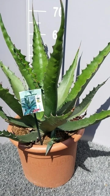 Winterharde Agave (Agave 'Gentryi Jaws') - Afbeelding 3