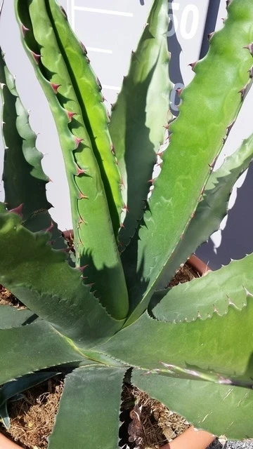 Winterharde Agave (Agave 'Gentryi Jaws') - Afbeelding 4