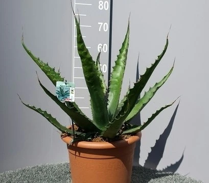 Winterharde Agave (Agave 'Gentryi Jaws') - Afbeelding 2