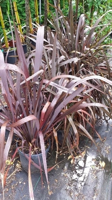 Nieuw Zeelands Vlas (Phormium Tenax 'Purpureum') - Afbeelding 6
