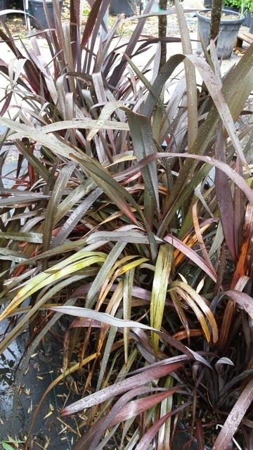 Nieuw Zeelands Vlas (Phormium Tenax 'Purpureum') - Afbeelding 7