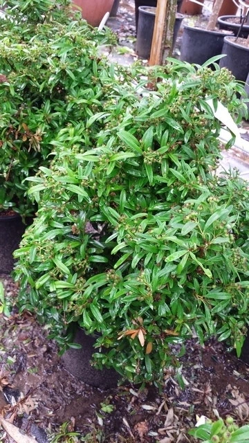 Vuurdoorn Als Bol (Pyracantha 'Navaho') - Afbeelding 5