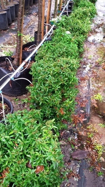 Vuurdoorn Als Bol (Pyracantha 'Navaho') - Afbeelding 6