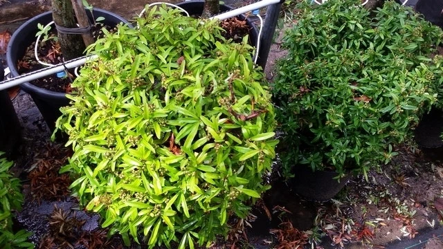 Vuurdoorn Als Bol (Pyracantha 'Navaho') - Afbeelding 7
