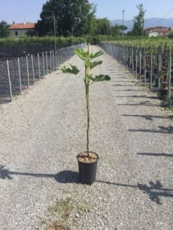 Vijg Op Stam (Ficus Carica 'Panache')