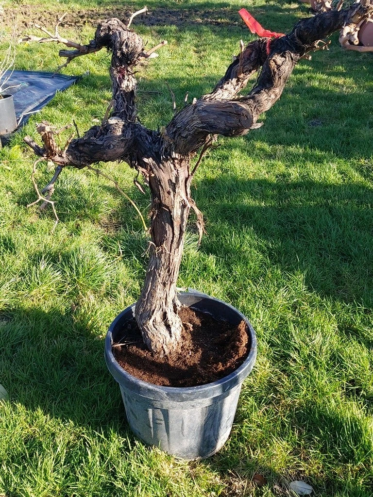 Druif, Op Stam (Vitis Vinifera) - Afbeelding 20