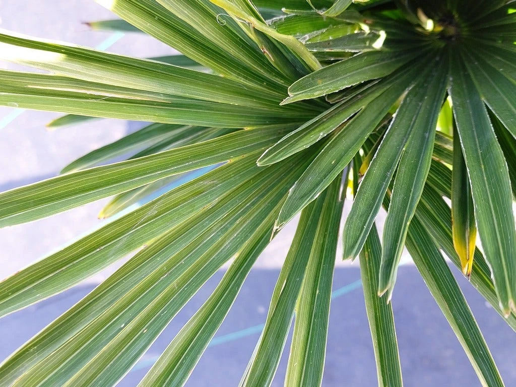 Winterharde Palm (Trachycarpus Wagnerianus) - Afbeelding 7