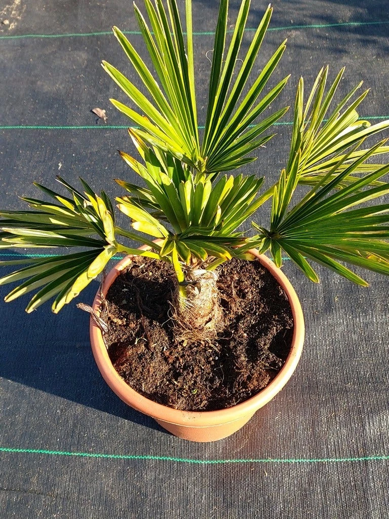 Winterharde Palm (Trachycarpus Wagnerianus) - Afbeelding 4
