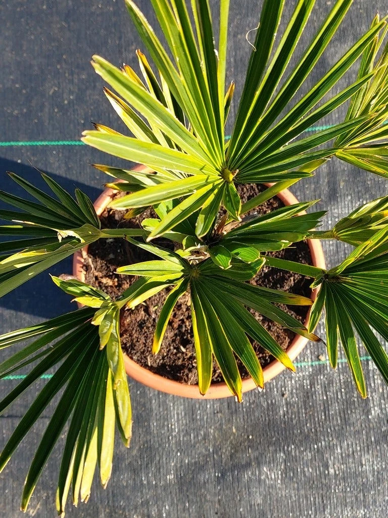 Winterharde Palm (Trachycarpus Wagnerianus) - Afbeelding 6