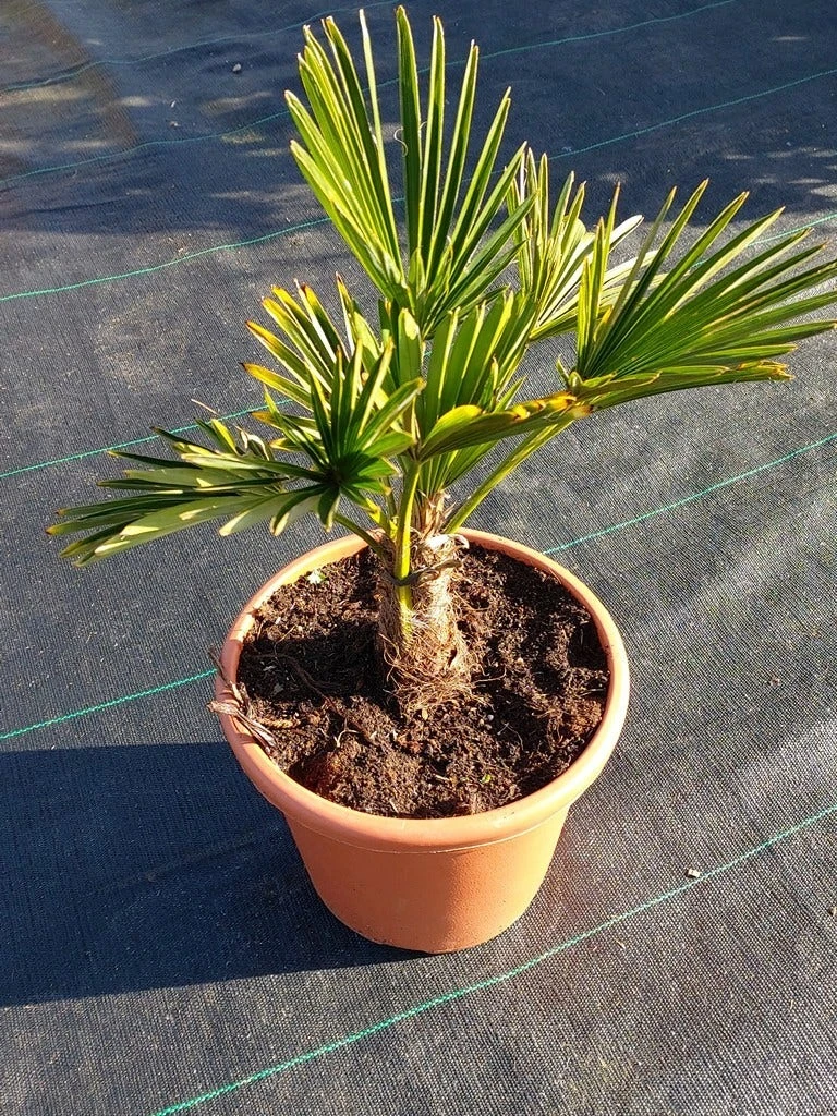Winterharde Palm (Trachycarpus Wagnerianus) - Afbeelding 5