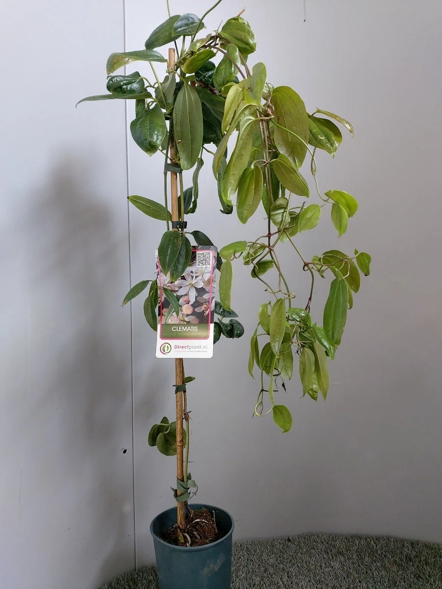 Groenblijvende Clematis (Clematis Armandii 'Hendersonii Rubra') - Afbeelding 2