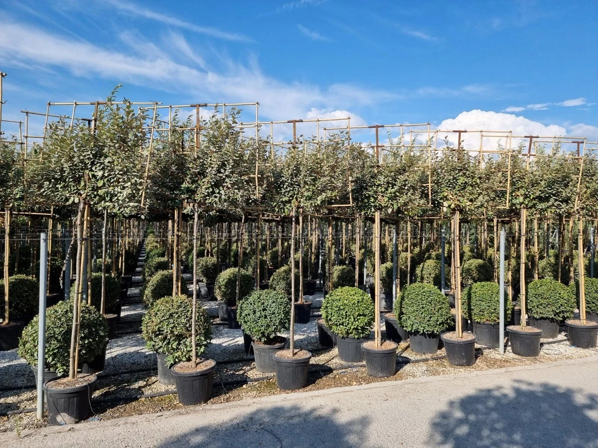 Olijfwilg Als Leiboom (Elaeagnus Ebbingei)