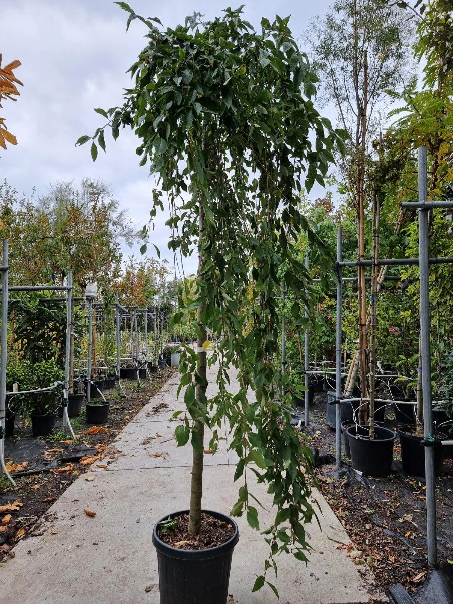 Japanse Treursierkers (Prunus 'White Fountain') - Afbeelding 2