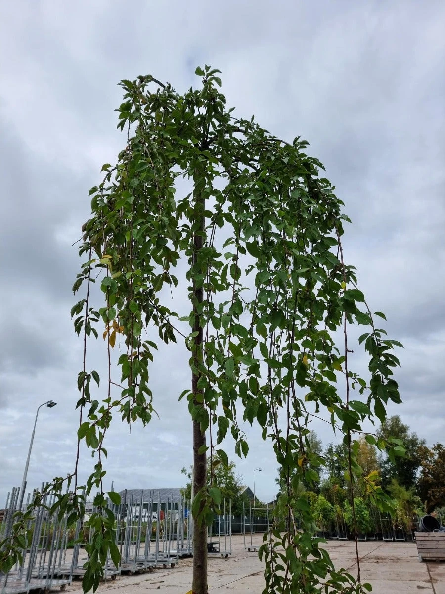 Treursierkers (Prunus Subhirtella 'Pendula Rosea') - Afbeelding 4