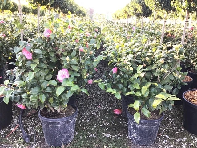 Camelia (Camellia Japonica 'Marie Bracey') - Afbeelding 2