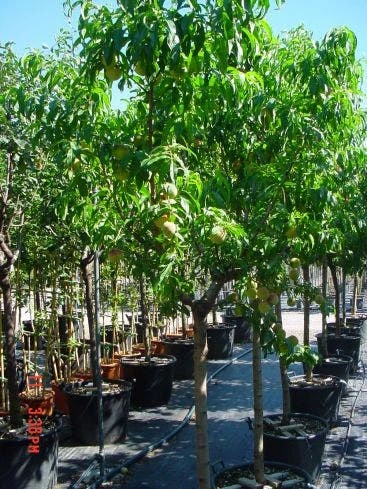 Perzikboom (Prunus Persica) - Afbeelding 3