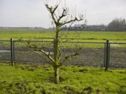 Wilde Perenboom (Pyrus Communis)