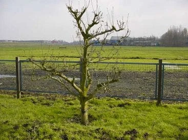 Wilde Perenboom (Pyrus Communis)