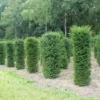 Taxus (Taxus Baccata Cilinder)