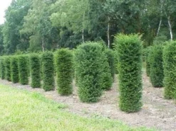 Taxus (Taxus Baccata Cilinder)