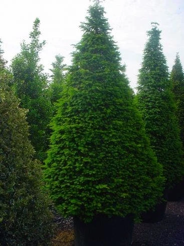 Taxus Als Kegel (Taxus Baccata) - Afbeelding 2