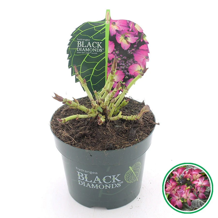 Hortensia (Hydrangea Black Diamonds Dark Angel Purple) - Afbeelding 2