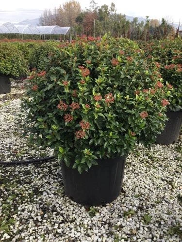 Sneeuwbal Als Bolvorm (Viburnum Tinus 'Eve Price') - Afbeelding 3
