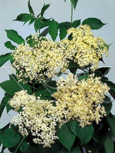 Vlier (Sambucus Nigra) - Afbeelding 4
