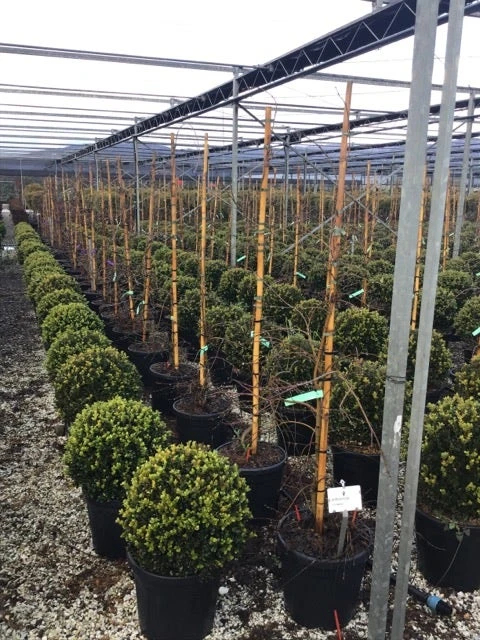 Japanse Esdoorn (Acer Palmatum 'Viridis') - Afbeelding 5