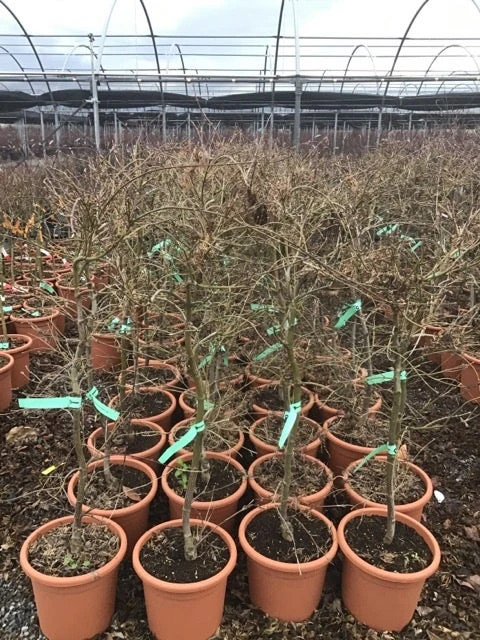 Japanse Esdoorn (Acer Palmatum 'Viridis') - Afbeelding 6