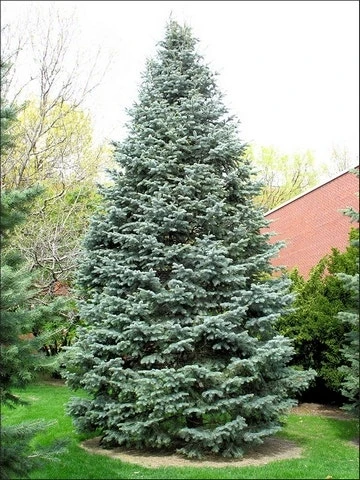Colorado Zilverspar (Abies Concolor) - Afbeelding 9