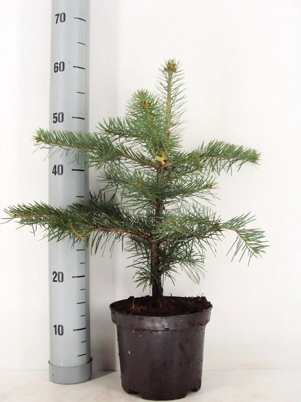 Colorado Zilverspar (Abies Concolor) - Afbeelding 8